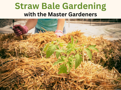 Straw Bale Gardening with the Master Gardeners